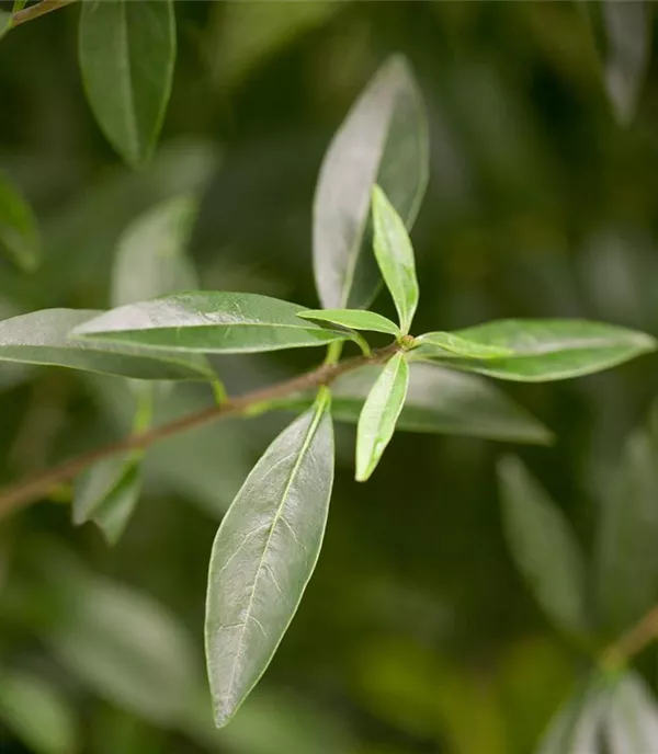 Ligustrum vulgare - Collection