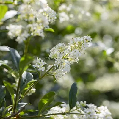 C 3 30- 40 - Zwergliguster - Ligustrum vulgare 'Lodense' - Collection