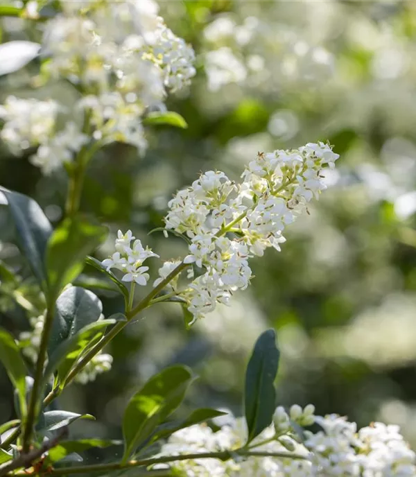 Ligustrum vulgare 'Lodense' - Collection