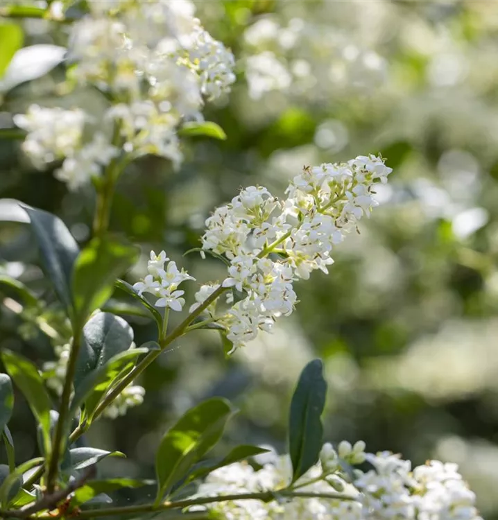 Zwergliguster - Ligustrum vulgare 'Lodense' - Collection