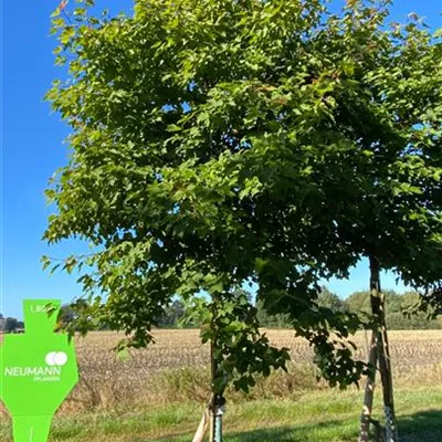 Sol Baum 5xv mDb 25- 30 - Chin.Amberbaum - Liquidambar formosana 'Ellen' - Collection