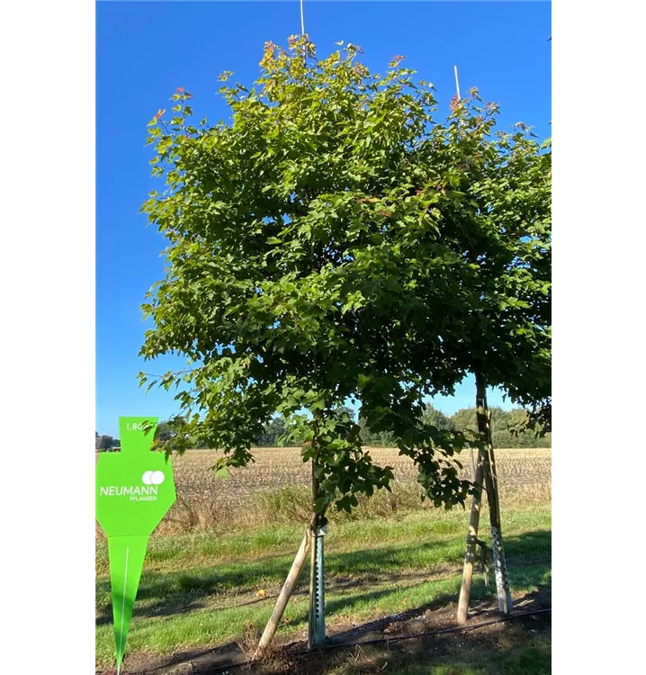 Chin.Amberbaum - Liquidambar formosana 'Ellen' - Collection