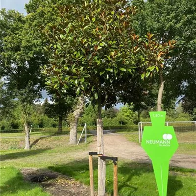 Sol Baum 5xv mDb 25- 30 - Baum-Magnolie 'Ferruginea' - Magnolia grandiflora 'Ferruginea' - Collection