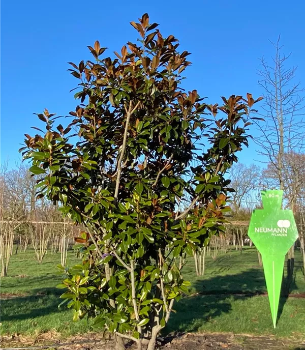 Magnolia grandiflora 'Nantais' - Collection