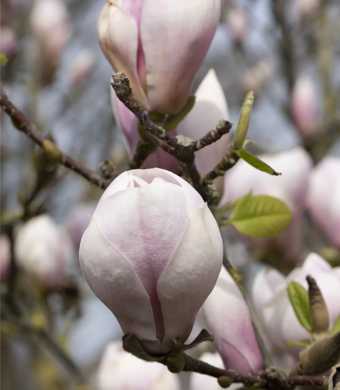 Magnolia soulangiana - Collection