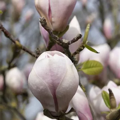 Sol 3xv mB 80- 100 - Tulpenmagnolie - Magnolia soulangiana - Collection