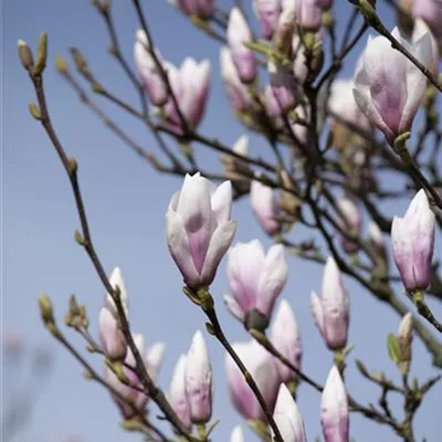 Sol 3xv mDb 100- 125 - Tulpenmagnolie 'Heaven Scent' - Magnolia soulangiana 'Heaven Scent' - Collection