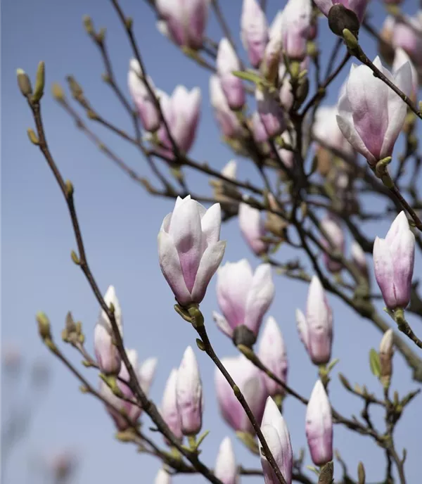 Magnolia soulangiana 'Heaven Scent' - Collection