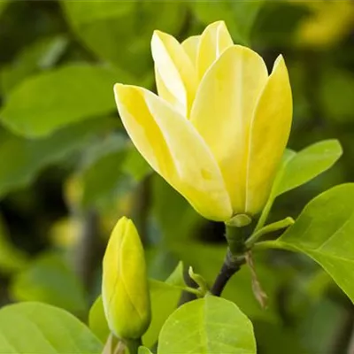 Sol 3xv mB 60- 80 - Magnolie 'Yellow Bird' - Magnolia 'Yellow Bird' - Collection