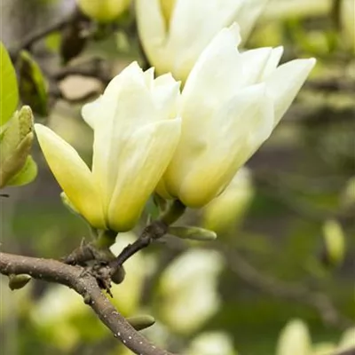 Sol 3xv mDb 100- 125 - Magnolie 'Yellow River' - Magnolia 'Yellow River' - Collection