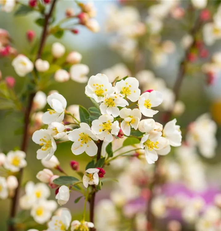 Zierapfel 'Adirondack' - Malus 'Adirondack' - Collection