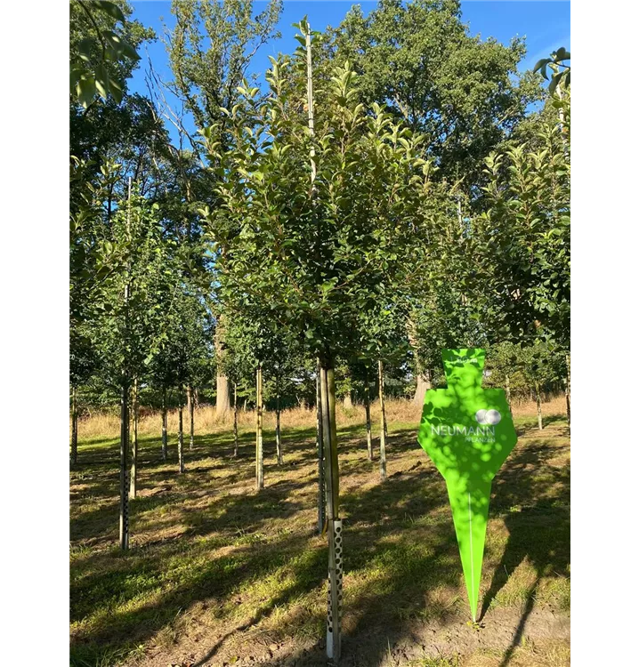 Apfel 'Alkmene' mittel - Malus 'Alkmene' CAC - Collection