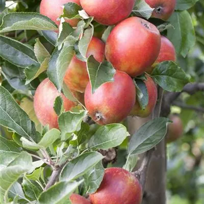 ha 3xv mDb 10- 12 - Apfel 'Braeburn Hillwell' -R- mittel - Malus 'Braeburn Hillwell' -R- CAC - Collection