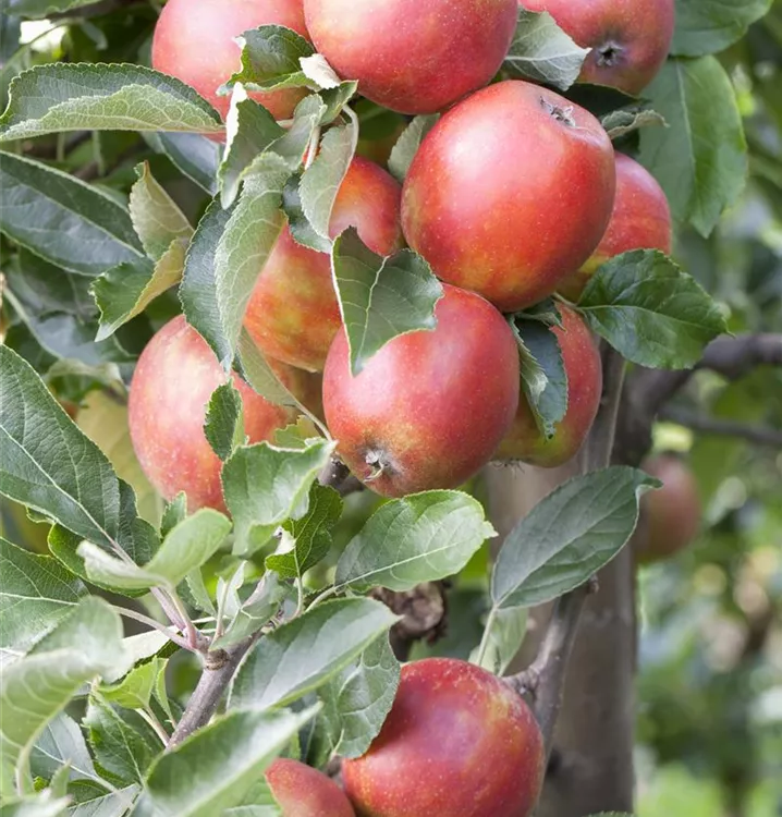 Apfel 'Braeburn Hillwell' -R- mittel - Malus 'Braeburn Hillwell' -R- CAC - Collection