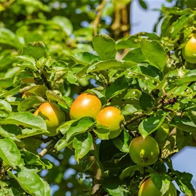 ha 3xv mDb 10- 12 - Apfel 'Cox Orange Queen' mittel - Malus 'Cox Orange Queen' CAC - Collection