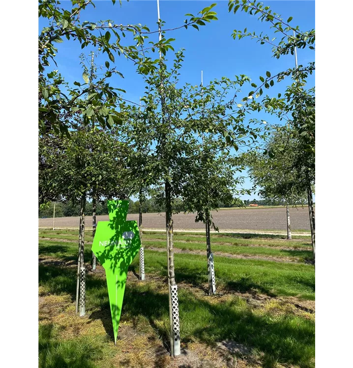 Zierapfel floribunda - Malus floribunda - Collection