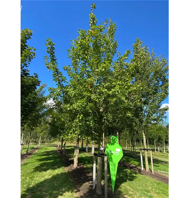 Apfel 'Geheimrat Dr.Oldenburg' mittel - Malus 'Geheimrat Dr. Oldenburg' CAC - Collection