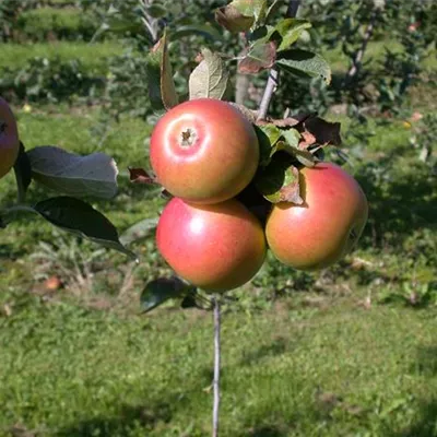 ha 3xv mDb 10- 12 - Apfel 'Geheimrat Wesener' spät - Malus 'Geheimrat Wesener' CAC - Collection