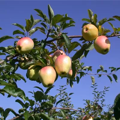 Sol Baum 4xv mDb Krbr. 100-150 20- 25 - Apfel 'Gelber Bellefleur' mittel - Malus 'Gelber Bellefleur' CAC - Collection