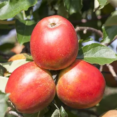 ha 3xv mDb 10- 12 - Apfel 'Gerlinde' -S- mittel - Malus 'Gerlinde' -S- CAC - Collection