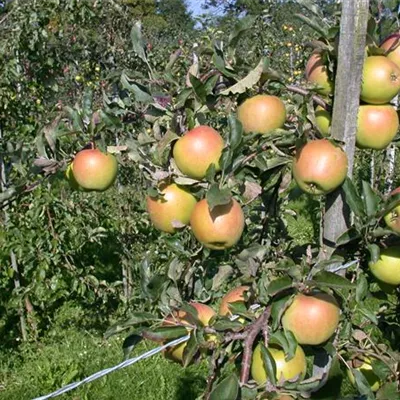 ha 3xv mDb 10- 12 - Apfel 'Goldrush' -R- mittel - Malus 'Goldrush' -R- CAC - Collection