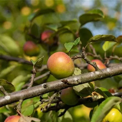 ha 3xv mDb 10- 12 - Apfel 'Grüner Winterstettiner' spät - Malus 'Grüner Winterstettiner' CAC - Collection