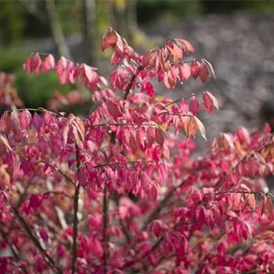 im Container 150 - 175 - Euonymus alatus Schirmform