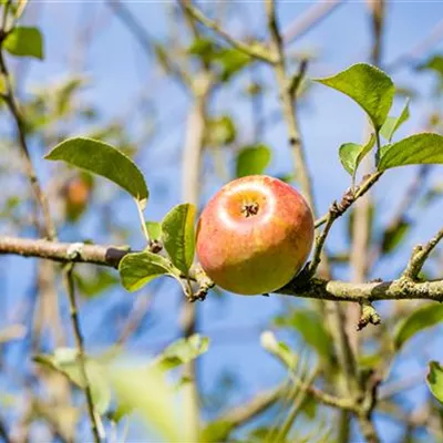 Sol Baum 4xv mDb Krbr. 100-150 20- 25 - Apfel 'Kaiser Alexander' mittel - Malus 'Kaiser Alexander' CAC - Collection