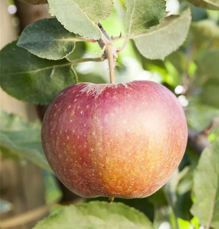 Apfel 'Korbiniansapfel' spät - Malus 'Korbiniansapfel' CAC - Collection