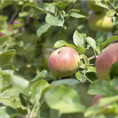 Sol Baum 4xv mDb Krbr. 100-150 20- 25 - Apfel 'Landsberger Renette' mittel - Malus 'Landsberger Renette' CAC - Collection