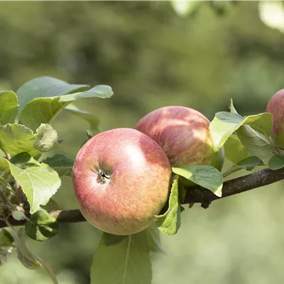 ha 3xv mDb 10- 12 - Apfel 'Roter James Grieve' früh - Malus 'Roter James Grieve' CAC - Collection