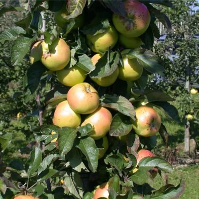 ha 3xv mDb 10- 12 - Apfel 'Minister von Hammerstein' spät - Malus 'Minister von Hammerstein' CAC - Collection