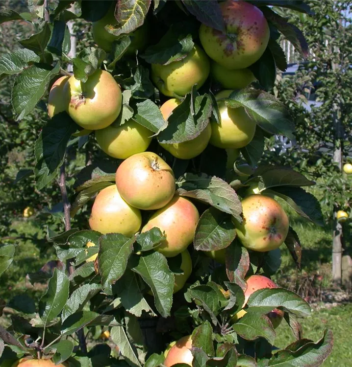 Apfel 'Minister von Hammerstein' spät - Malus 'Minister von Hammerstein' CAC - Collection