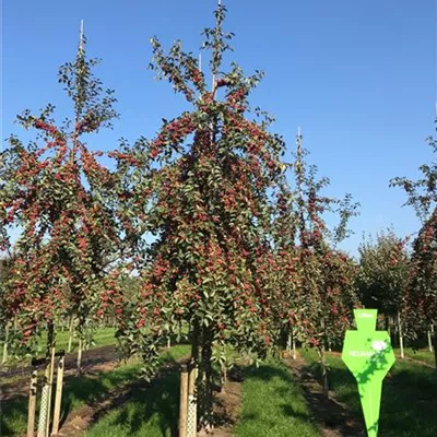 H 4xv mDb 20- 25 - Zierapfel 'Red Sentinel' - Malus 'Red Sentinel' - Collection