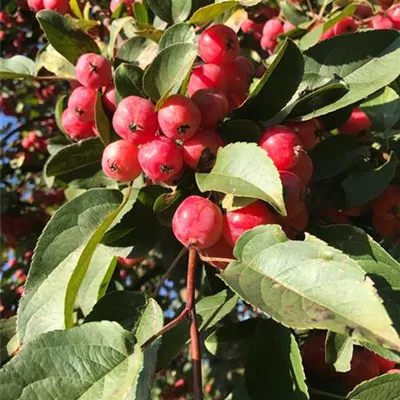 H 4xv mDb 20- 25 - Zierapfel 'Red Sentinel' - Malus 'Red Sentinel' - Collection