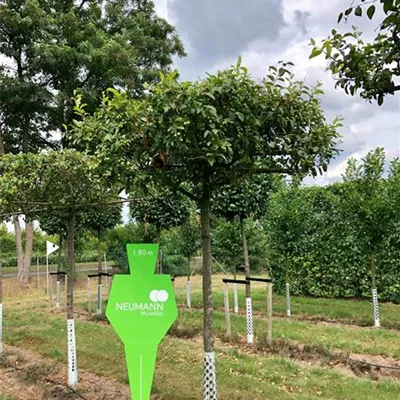 Dach Sol Baum 5xv mDb 25- 30 - Zierapfel 'Red Sentinel' - Malus 'Red Sentinel' - Collection