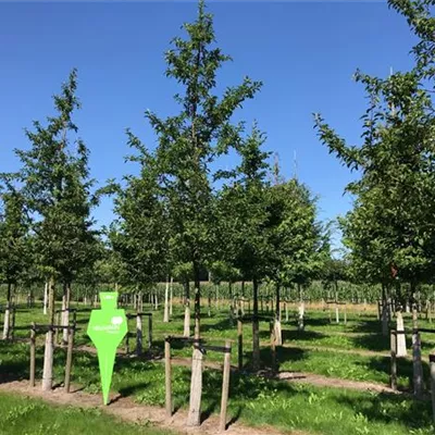 Sol Baum 5xv mDb Krbr. 150-200 25- 30 - Zierapfel 'Red Sentinel' - Malus 'Red Sentinel' - Collection