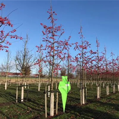 Sol Baum 5xv mDb Krbr. 150-200 25- 30 - Zierapfel 'Red Sentinel' - Malus 'Red Sentinel' - Collection