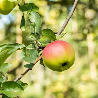 ha 3xv mDb 10- 12 - Apfel 'Reglindis' -S- mittel - Malus 'Reglindis' -S- CAC - Collection