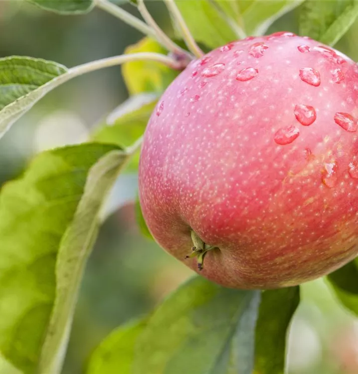 Apfel 'Rheinische Schafsnase' mittel - Malus 'Rheinische Schafsnase' CAC - Collection