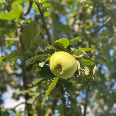 ha 3xv mDb 10- 12 - Apfel 'Rheinischer Bohnapfel' spät - Malus 'Rheinischer Bohnapfel' CAC - Collection