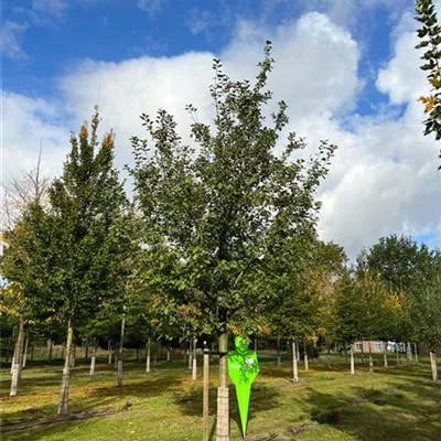 Sol Baum 6xv mDb Krbr. 200-300 45- 50 - Apfel 'Roter Boskoop' spät - Malus 'Roter Boskoop' CAC - Collection