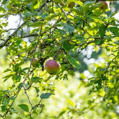 ha 2xv mB 8- 10 - Apfel 'Roter Eiserapfel' spät - Malus 'Roter Eiserapfel' CAC - Collection