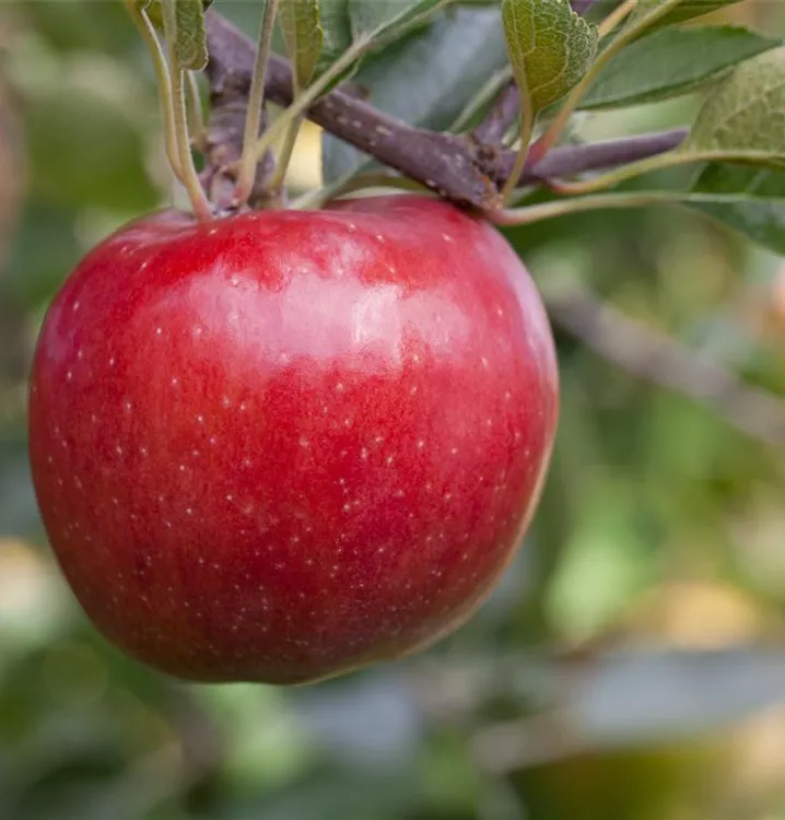 Apfel 'Roter Jonagold' - Malus 'Roter Jonagold' CAC - Collection