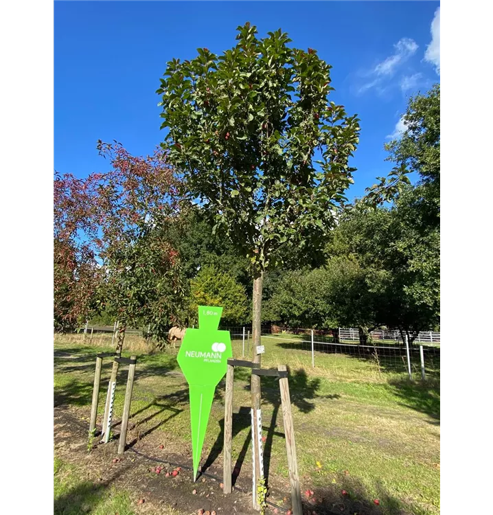 Malus 'Roter Zwerg' - Collection