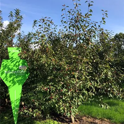 Sol 4xv mDb 150-200 x 250- 300 - Zierapfel 'Rudolph' - Malus 'Rudolph' - Collection