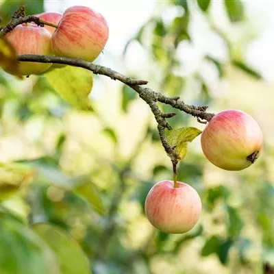 ha 3xv mDb 10- 12 - Apfel 'Schöner von Herrnhut' mittel - Malus 'Schöner von Herrnhut' CAC - Collection