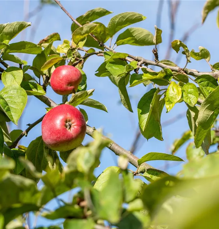 Apfel 'Stahls Winterprinz' mittel - Malus 'Stahls Winterprinz' CAC - Collection