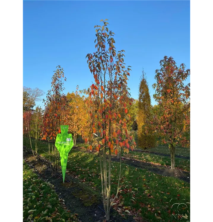 Zierapfel tschonoskii - Malus tschonoskii - Collection