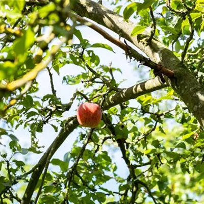 ha 3xv mDb 10- 12 - Apfel 'Wohlschmecker aus Vierlanden'mittel - Malus 'Wohlschmecker aus Vierlanden' CAC - Collection